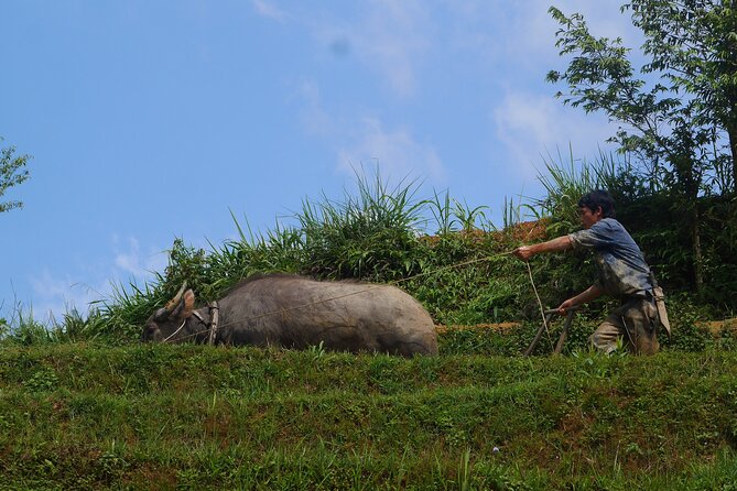 2D1N Buffalo trek by Hmong Sister House and Trekking - Day 2: Sunrise, Red Dao culture, and the waterfall