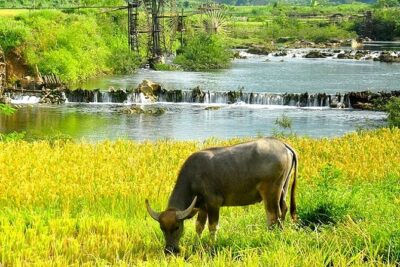 5, 6, 7 day Vietnam Itinerary | Charming | 2026 Northern Packages