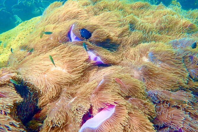 Amazing private snorkeling tour in An Thoi islands by speed boat - May Rut Island for lunch, sand, and a slower hour