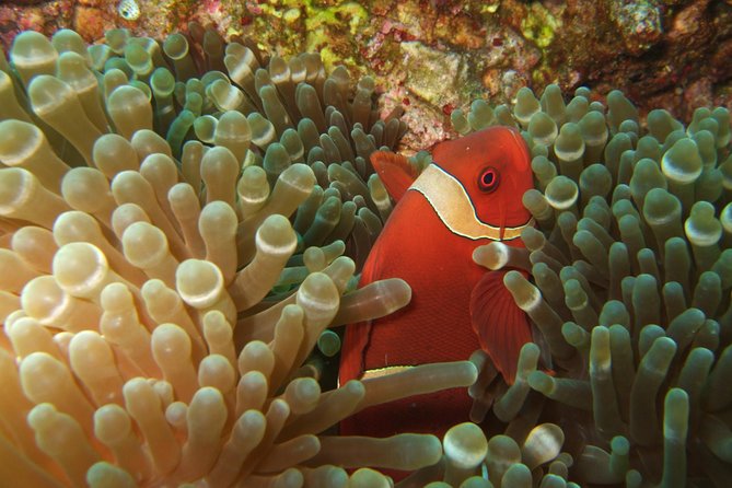 Amazing Snorkeling at Mun Island ( Group Tour ) - The main risks: waiting, crowds, and water conditions
