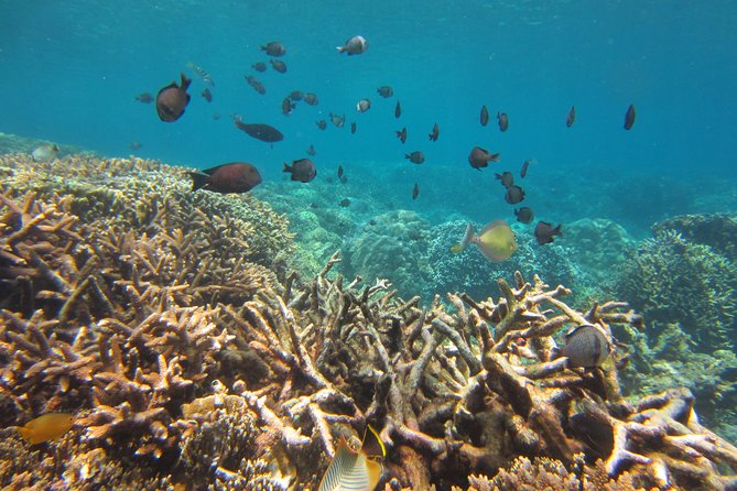 Amazing Snorkeling at Mun Island ( Group Tour ) - Practical advice for a smoother day