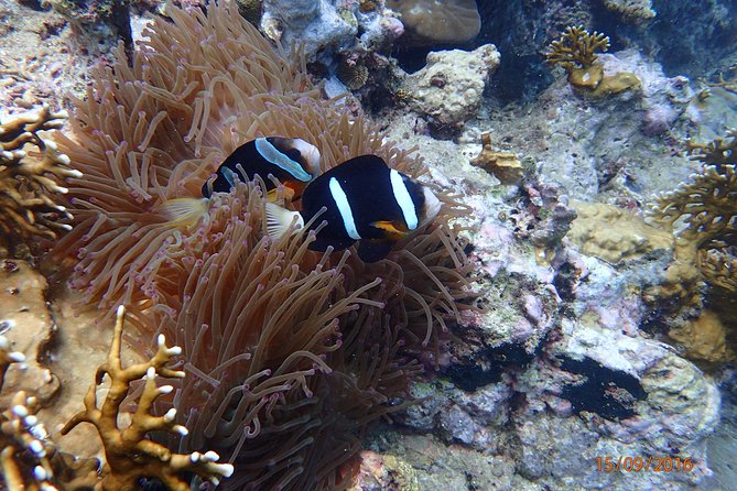 Amazing Snorkeling at Mun Island ( Group Tour ) - Mun Island: the strongest part of the outing