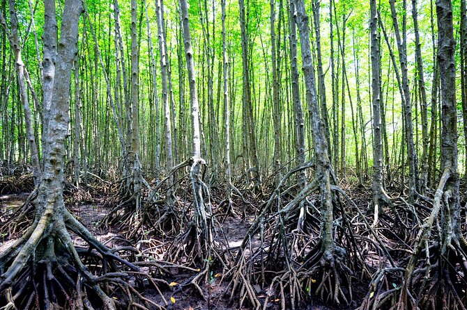 Can Gio Mangrove Forest 1 day tour - Vietnamese lunch and afternoon downtime