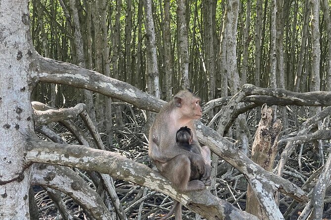 Can Gio Mangroves - Monkey Island by Motorbike and Scooter - Why Can Gio makes a good break from Ho Chi Minh City