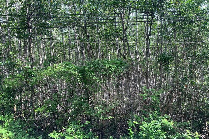 Can Gio Mangroves - Monkey Island by Motorbike and Scooter - Guide quality and the private-tour feel