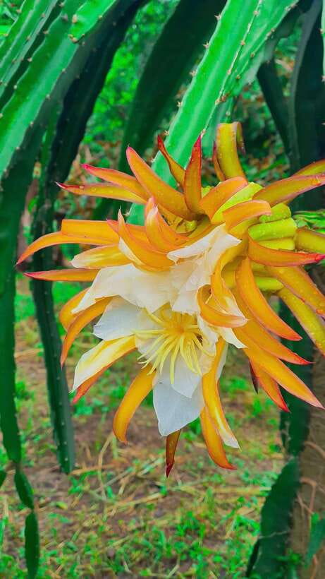 Can Tho: Authentic Mekong Delta – Real Local Life Tour. - Walking through a village and its fruit gardens