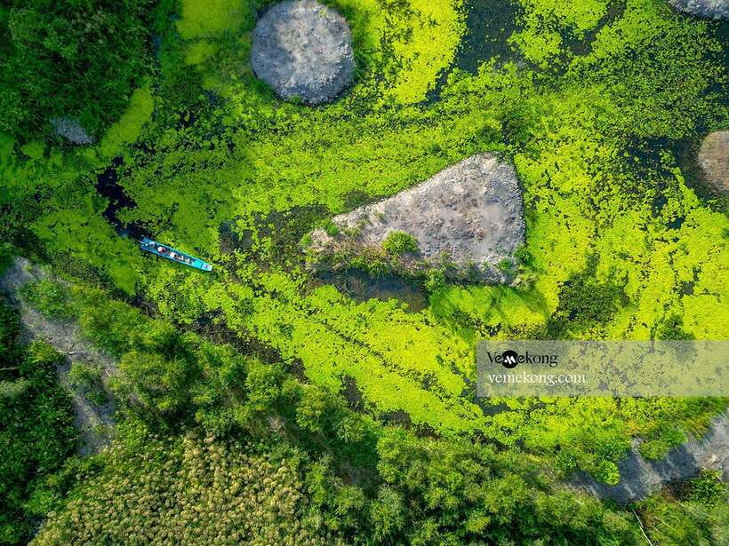 Can Tho: Lung Ngoc Hoang Nature Reserve & Forest Tour - The giant ficus tree and its wartime past