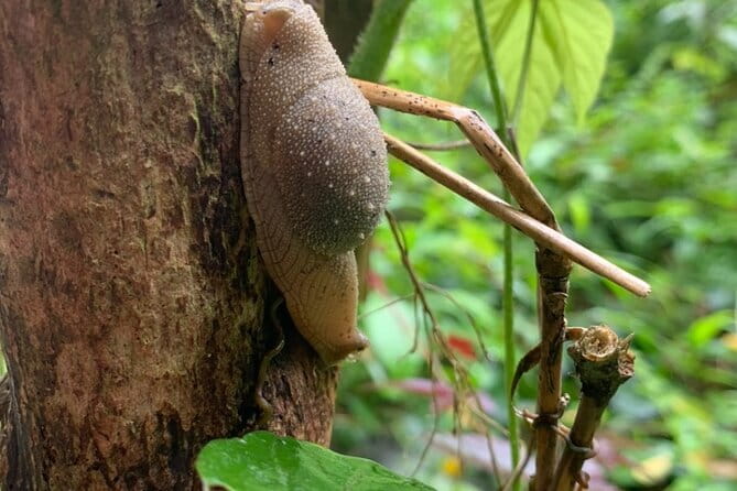 Cat Ba National Park Full Day Trekking Tour to Viet Hai Village - Four hours among Cat Ba’s tropical forest