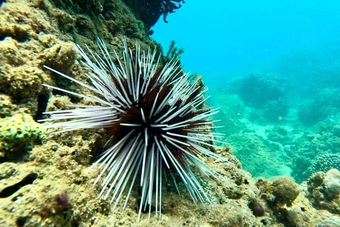 Cham Island Snorkeling Daily Group Tour, Sunbathing, nice beaches - What the guide and group setup mean