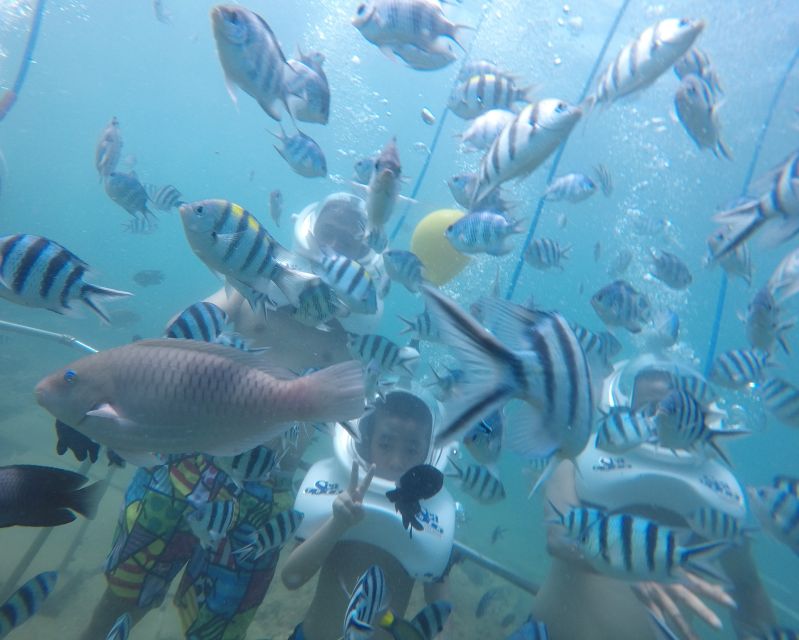 Cham Island: Underwater Walking & Snorkeling Tour - From Hoi An to Cua Dai Wharf