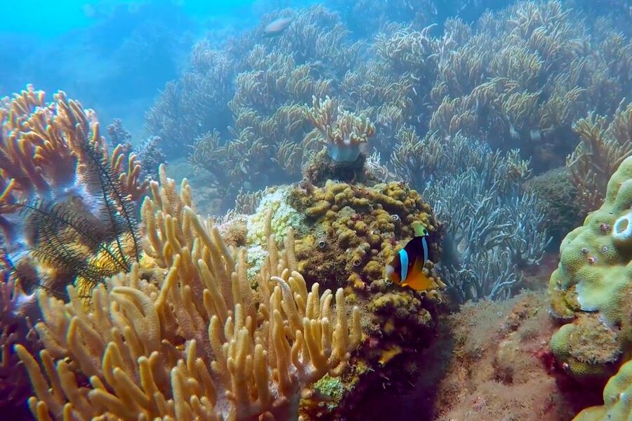 Cham Island: Underwater Walking & Snorkeling Tour - Bai Chong Beach and the seafood lunch