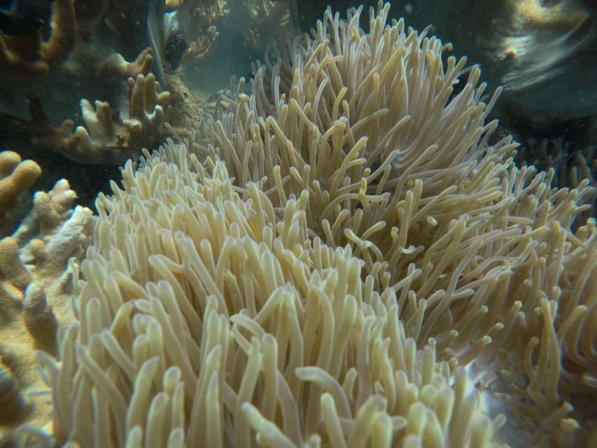 Cham Island: Underwater Walking & Snorkeling Tour - Is $68 a good value?