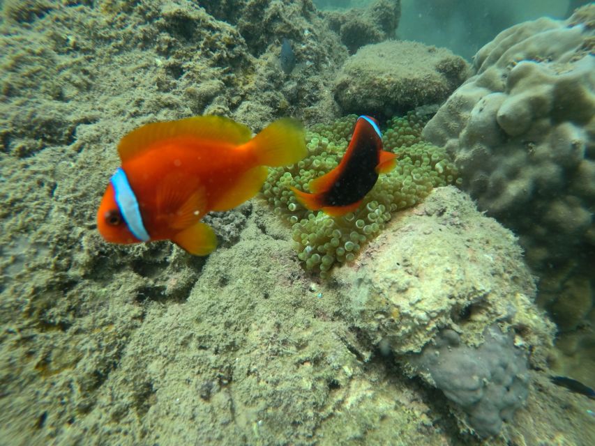 Cham Island: Underwater Walking & Snorkeling Tour - Who will enjoy this Cham Island outing?