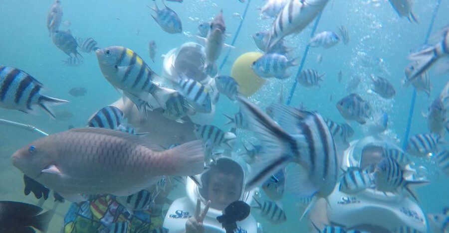 Cham Island: Underwater Walking & Snorkeling Tour - Snorkeling over Cham Island’s reef
