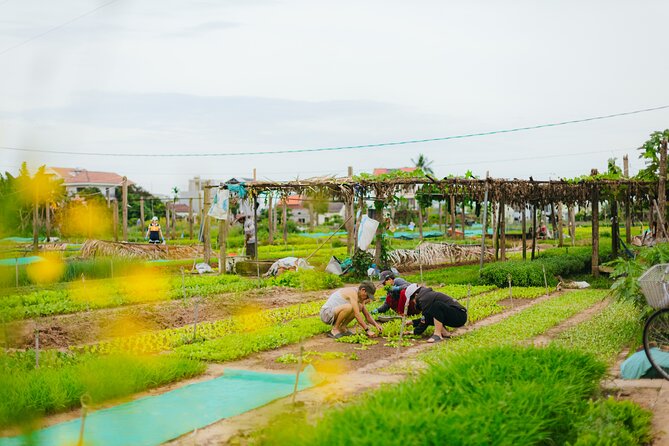 Countryside Adventure Private Tour by Electric Car - Rice fields, buffalo, and Hoi An’s farming country