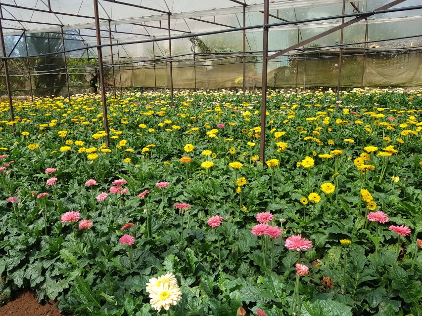 Dalat: Countryside Tour with Silk Village & Elephant Falls - Why this tour works so well in Dalat