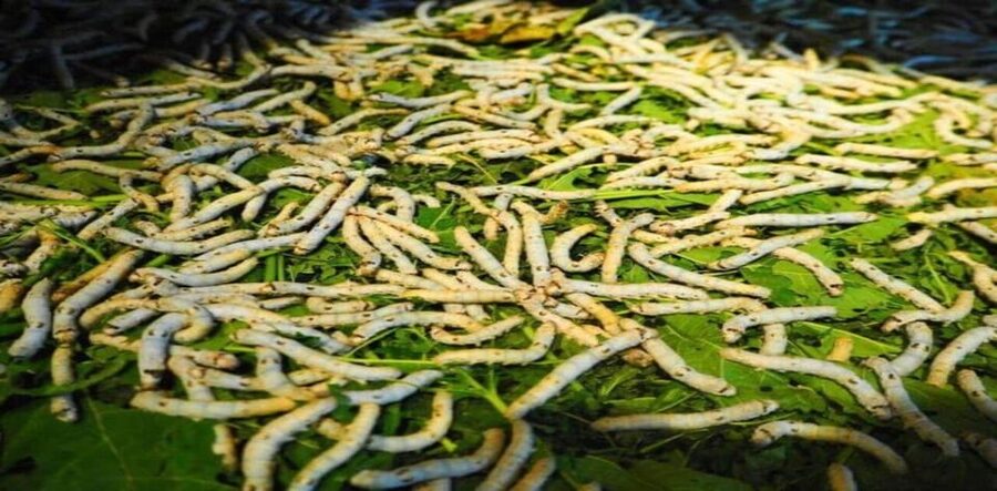 Discover Traditional Silk Process in Hoi An Silk Village - Starting at the Quang Nam traditional house