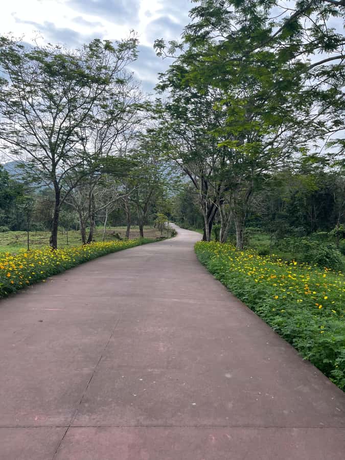 Early My Son tour/transfer to avoid crowd and the heat - The road from Hoi An or Da Nang