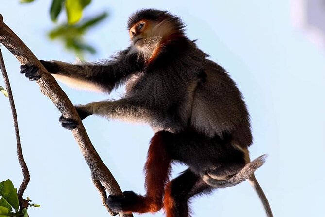 Endangered Monkeys Watching - Red Shanked Douc Langurs - Key points to know before you go