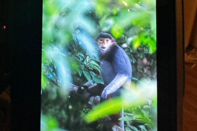 Endangered Monkeys Watching - Red Shanked Douc Langurs - Beaches, viewpoints, and the quieter side of Da Nang