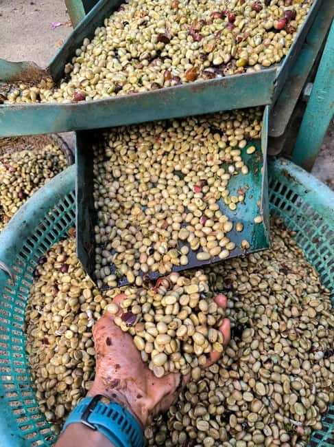 Experience specialty coffee with sustainable coffee farmers - Roasting green beans with your own hands