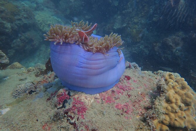 Explore Nha Trang Bay: Half-Day Snorkeling Adventure Tour - A 7:30 Morning Start From Nha Trang