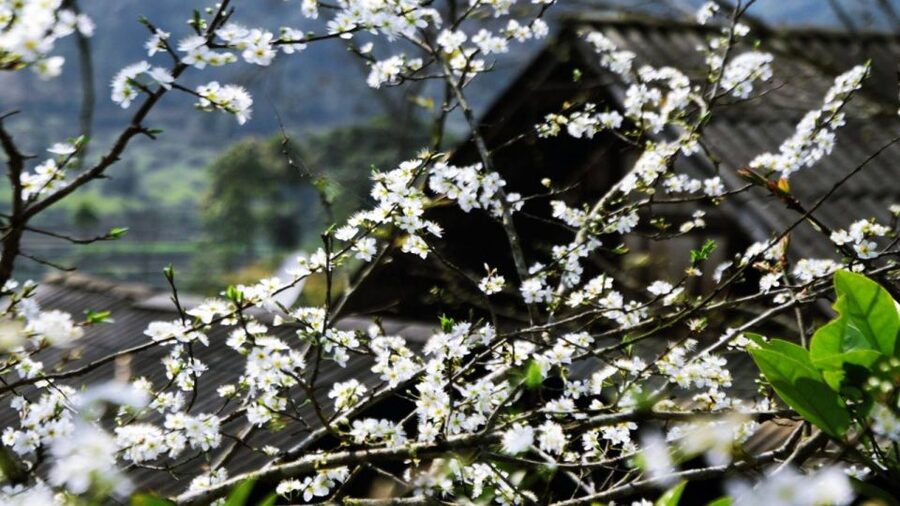 From Hanoi: Sapa 3-Day Medium Trek and Limousine Trip - Day three: bamboo forest, waterfall, and Giang Ta Chai