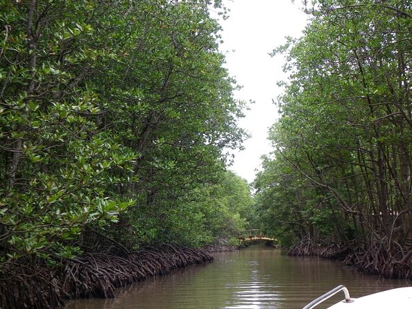 From Ho Chi Minh: Can Gio Trek – Monkey Island & Crocodile Farm - Walking beneath Can Gio’s mangrove canopy
