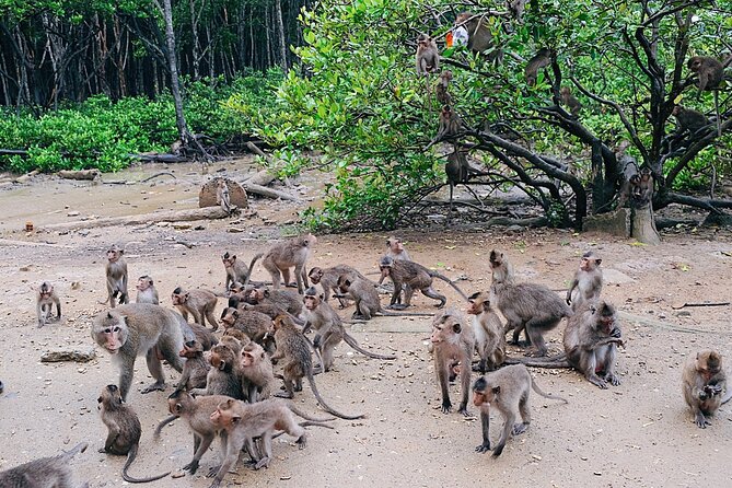 From Ho Chi Minh: Can Gio Trek – Monkey Island & Crocodile Farm - The optional speedboat and what it really adds