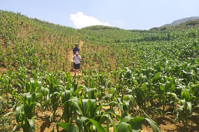From Sapa: 2-Day Trek Through Authentic Villages in North - Sapa - Day Two: Trung Chai Views and Bamboo Country