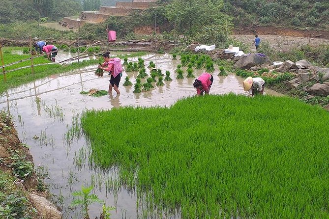 From Sapa: 2-Day Trek Through Authentic Villages in North - Sapa - Ta Phin’s Terraces and Village Paths