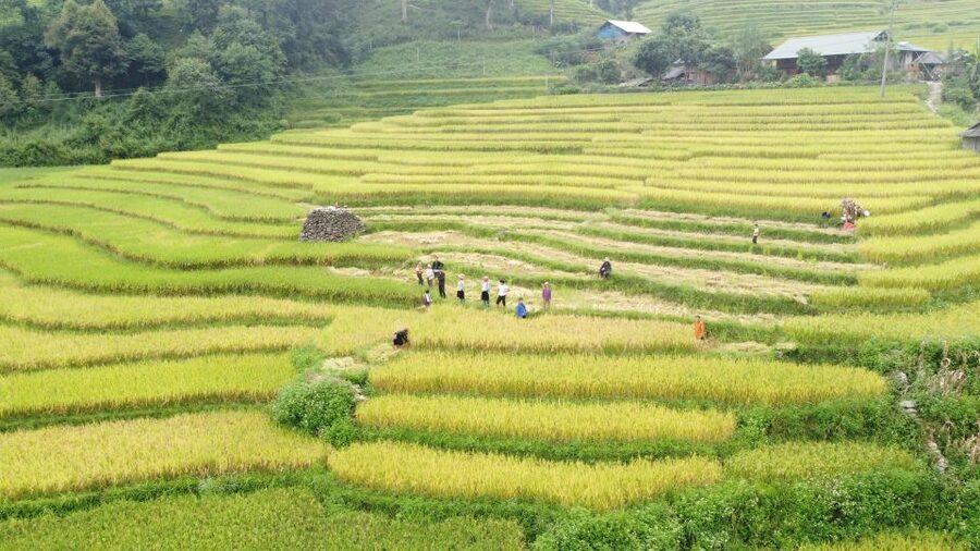 From Sapa: Terrace Fields and Local Villages Trek with Lunch - How Much Value Do You Get for $22?