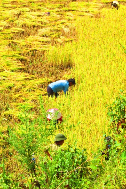 From Sapa: Waterfalls, Trekking and Tribal Villages Tour - Why this Sapa day trip works