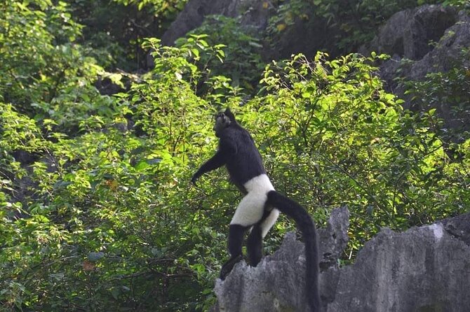 Full-Day Cuc Phuong National Park Hiking Tour - Key points at a glance