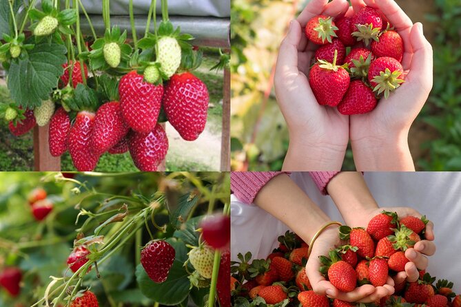 Full-Day Highlight of Da Lat –The famous tourist attractions 2025 - Da Lat Bee Farm adds a practical finish