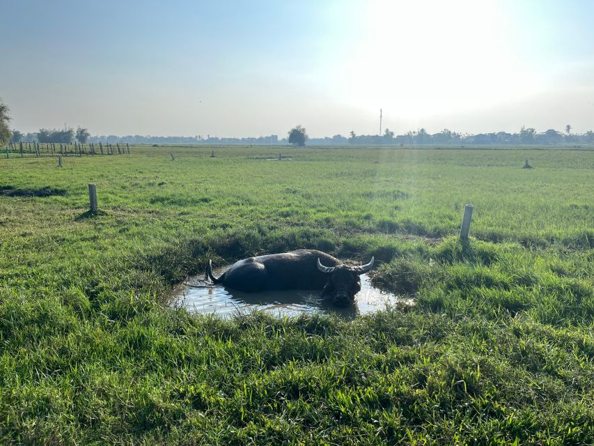 Funny day cycling, Buffalo riding and Basket boat - The water buffalo ride