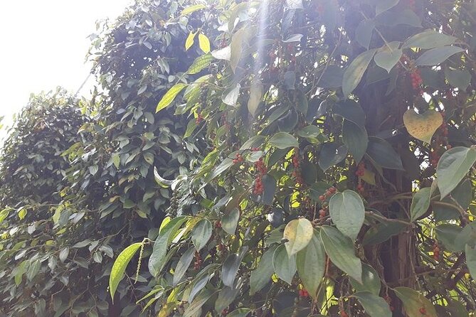 Half-day Motorbike Tour in Phu Quoc Island - Pepper farming near Duong Dong
