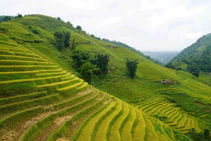 Half Day Sapa Trekking to Visit Lao Chai - Ta Van - Key points at a glance