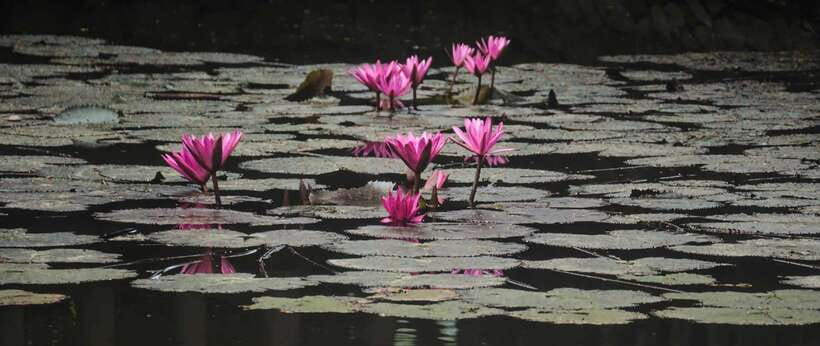 Hanoi: Ninh Binh, Tam Coc, Mua Cave & Hoa Lu with cycling - Tam Coc by boat, the quiet center of the day
