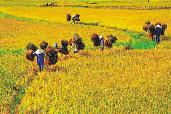 Hanoi Vespa Countryside Tour With Female Ao Dai Riders Half Day - Banana island and the farming areas