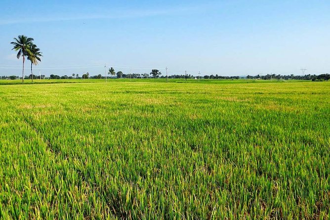 Hanoi Vespa Countryside Tour With Female Ao Dai Riders Half Day - Lunch, egg coffee, and local flavors