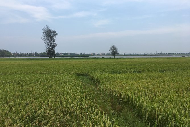 Hoi An countryside biking tour, water buffalo+ basket boat ride - Cycling Through Rice Fields and Shrimp Farms