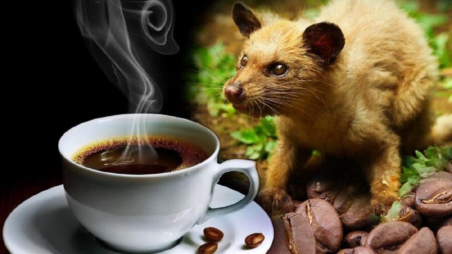 Hoi An: Vietnamese Coffee Culture and Coffee Making Class - Price, group size, and comfort