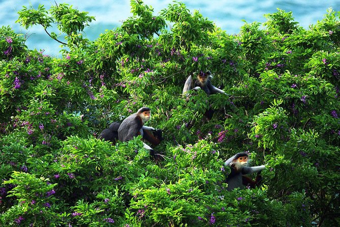 Marble mountain, Am Phu cave and Monkey mountains group tour - Why this $29 day trip offers good value