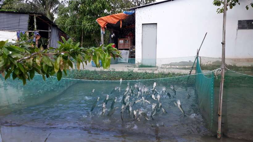 Mekong Day Tour by Car:Cai Be market, Local Island & Cycling - Lunch at a garden house around noon