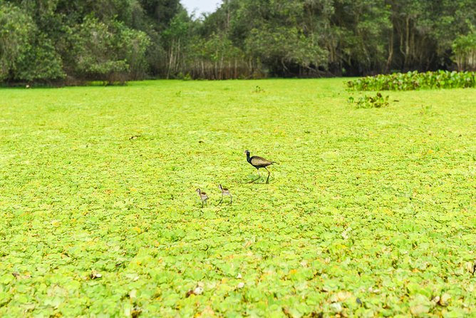 Mekong Delta 3-Day: Saigon to Phnom Penh Gateway - Day 1: Cai Be and the quiet side of the Delta