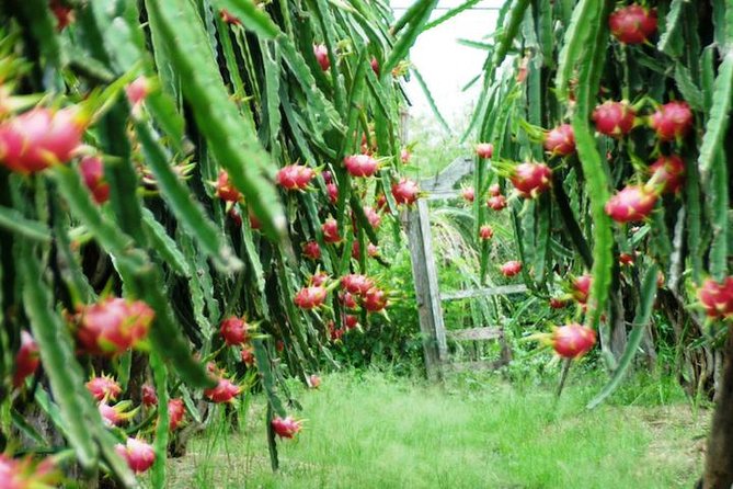 Mui Ne: Ta Cu Mountain Half A Day Private Tour with Local Guide - Phan Thiet Harbor and the dragon fruit farm