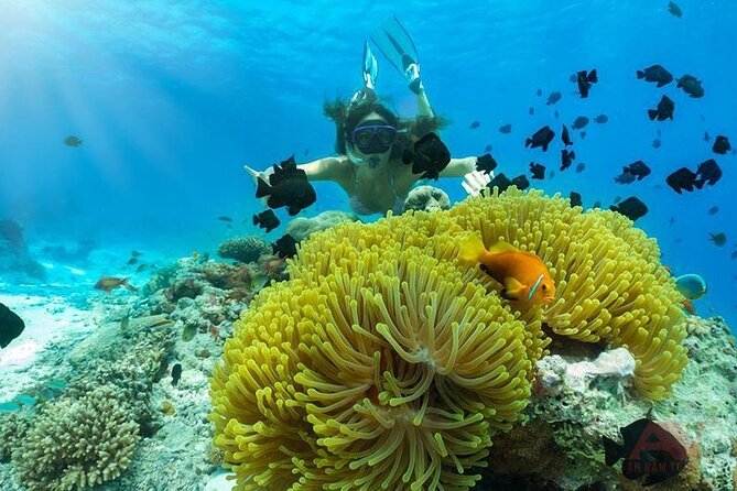 Nha Trang Bay: Explore Half-day Snorkeling at Coral Reef - What this Nha Trang boat trip is really like
