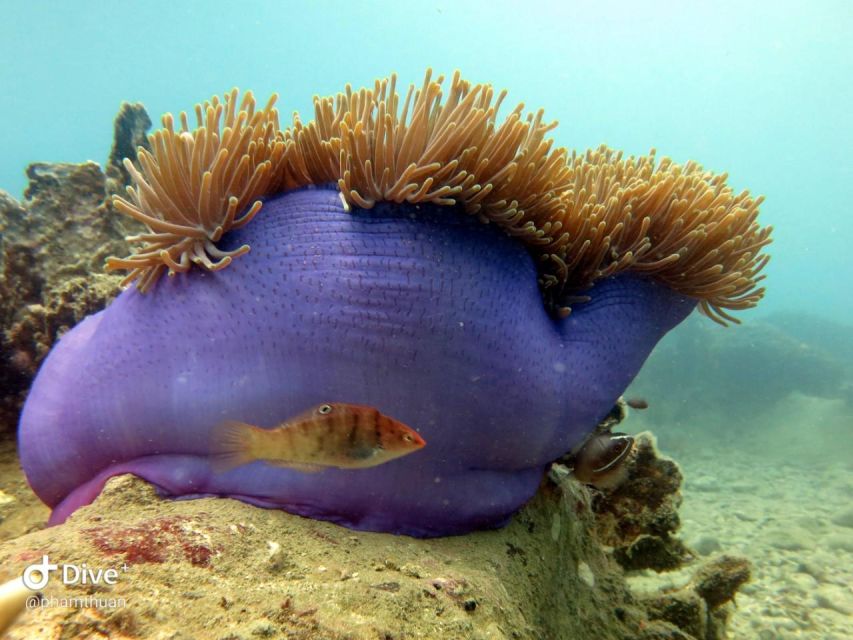 Nha Trang: Scuba Diving Experience for Non-Certified Divers - Group size, timing, and the trade-off