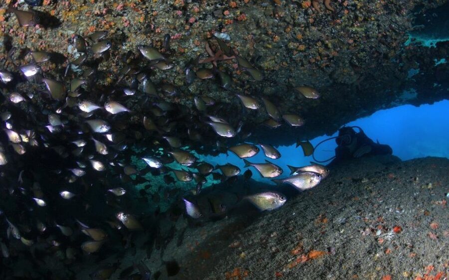 Nha Trang: Scuba Diving Experience for Non-Certified Divers - Why Nha Trang works for a first underwater session